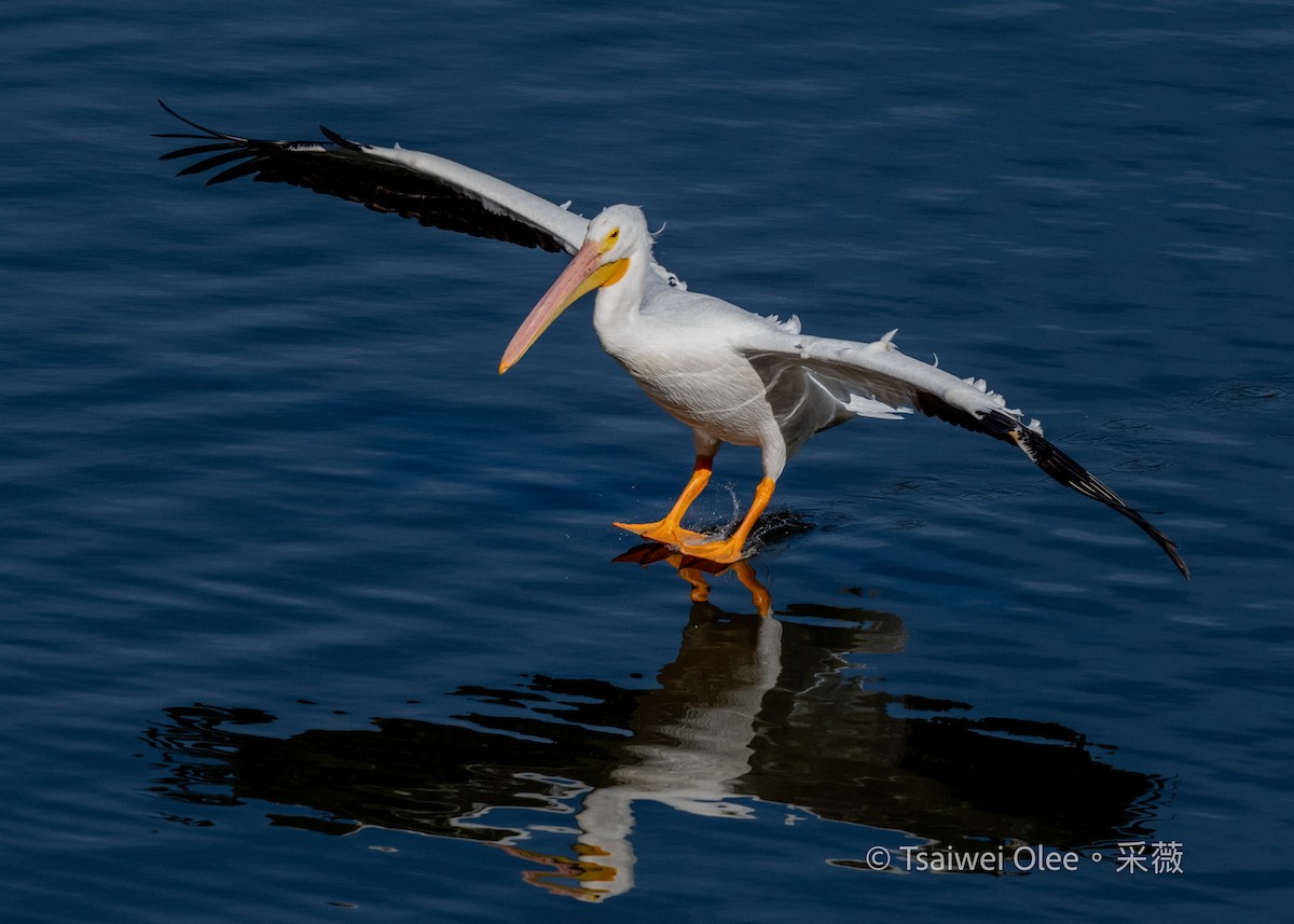 amerikapelikan - ML646871398