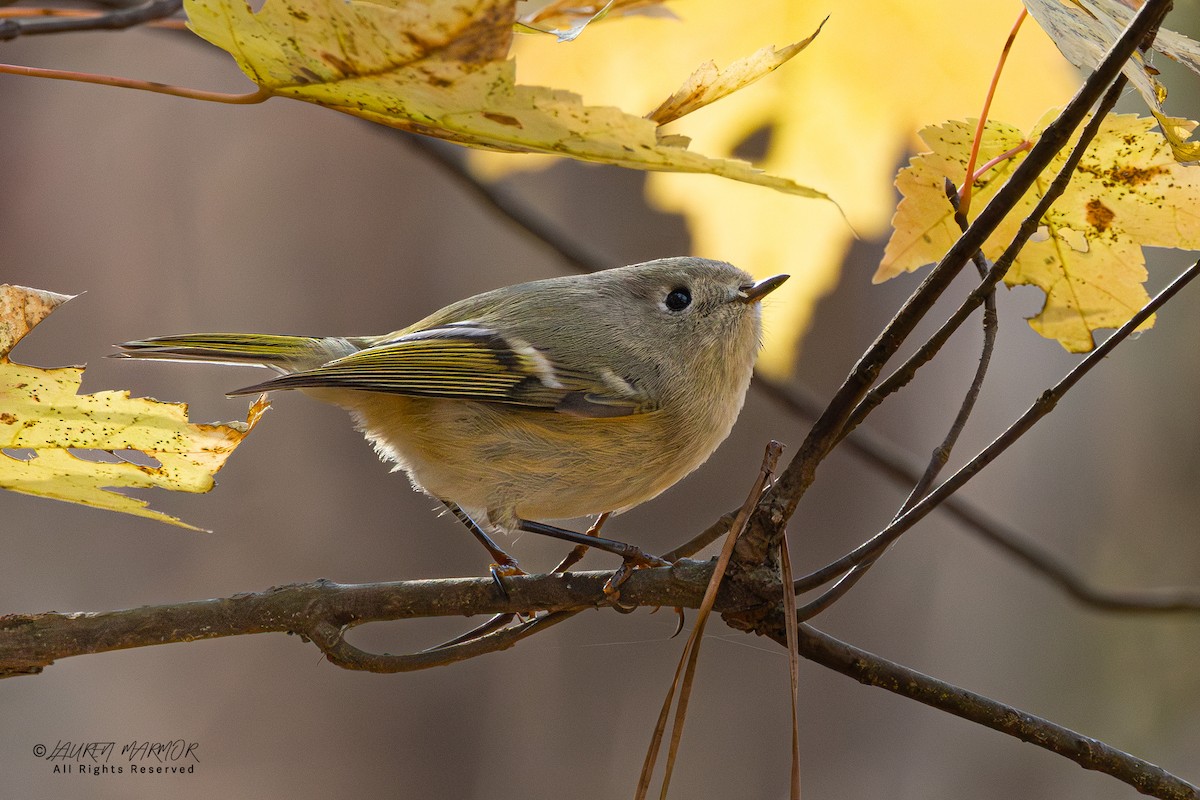 Ruby-crowned Kinglet - ML646871400