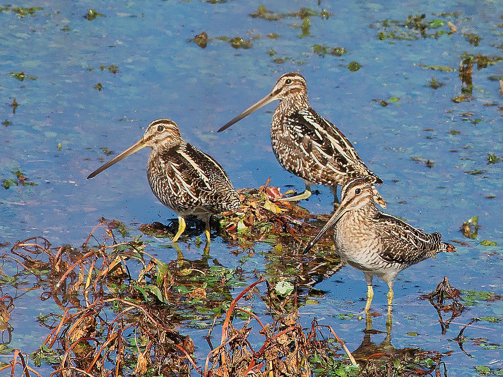 kanadabekkasin - ML646871401