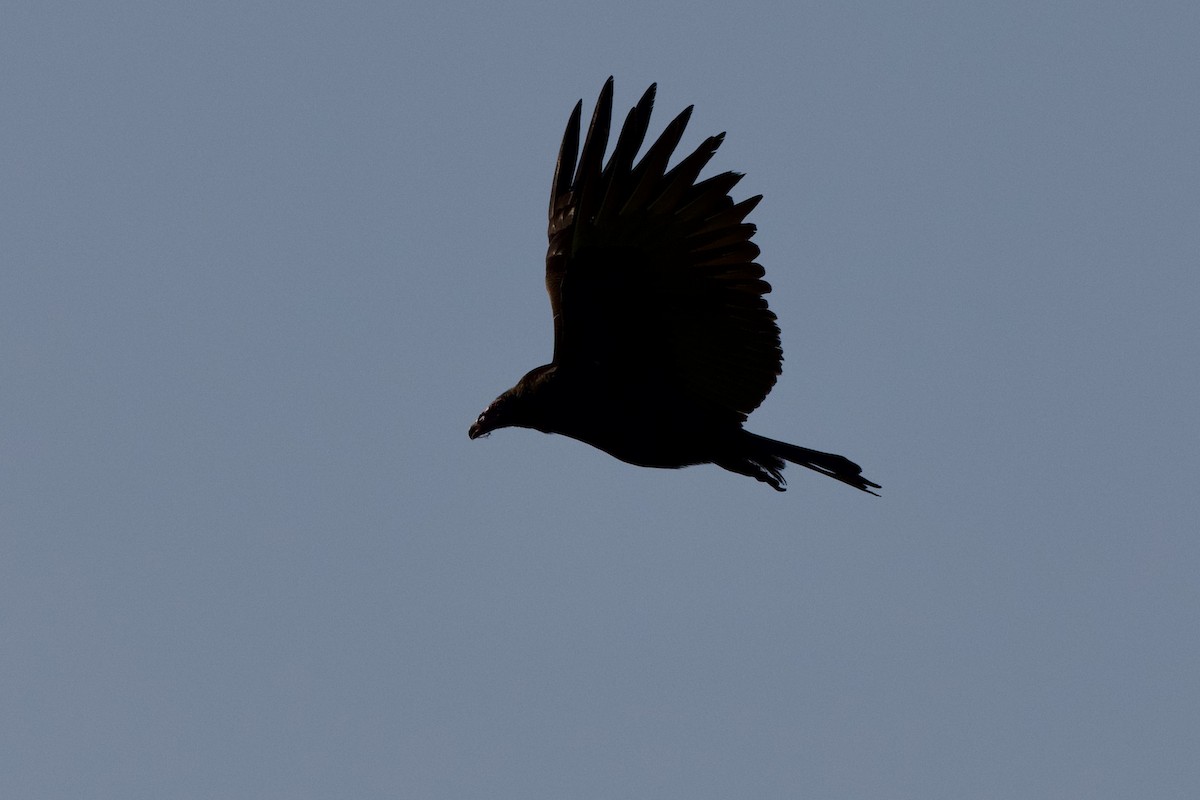 svartkondor - ML646871403