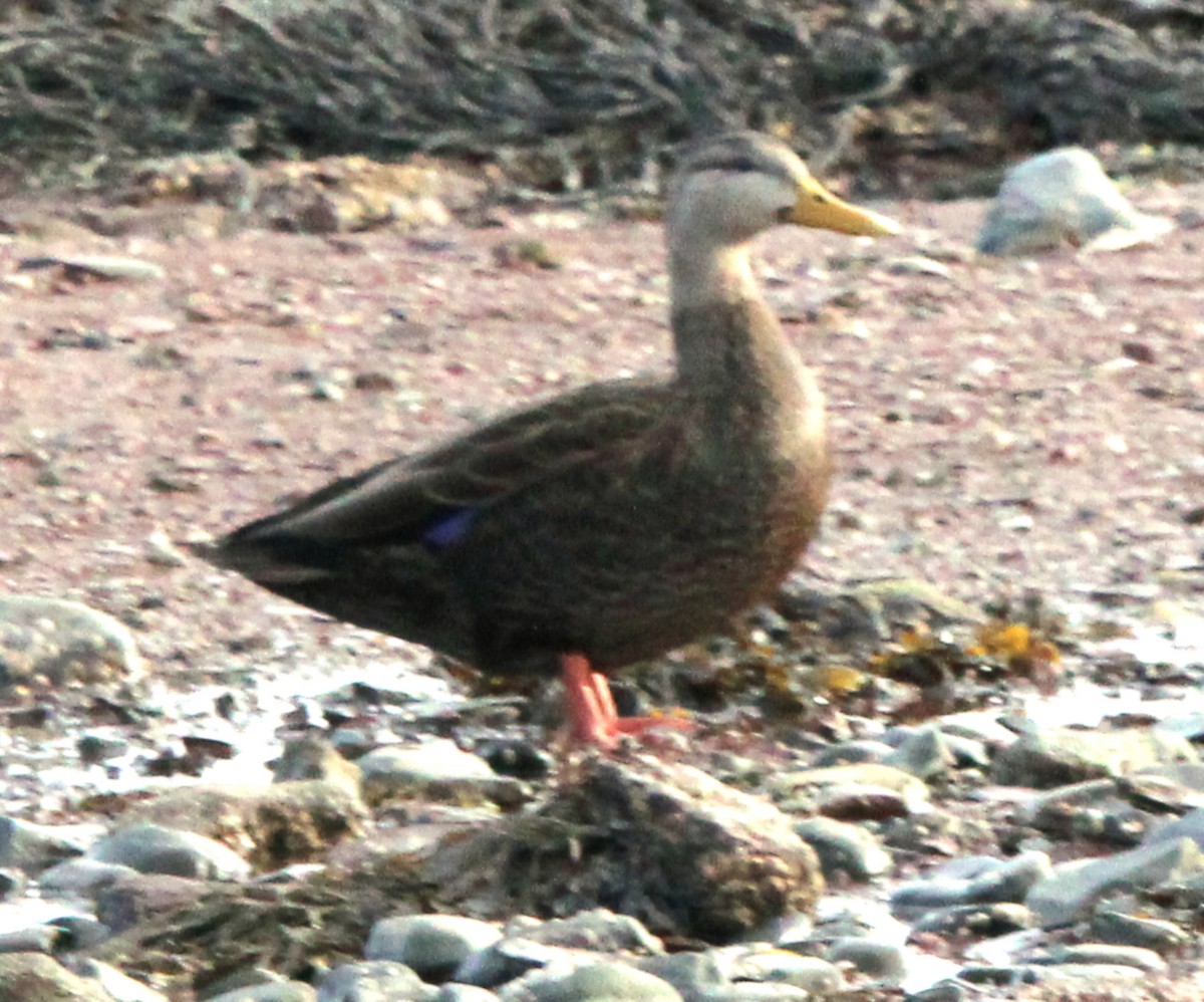 Ánade Sombrío - ML646871406