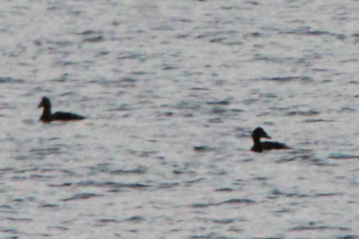 ærfugl - ML646871409