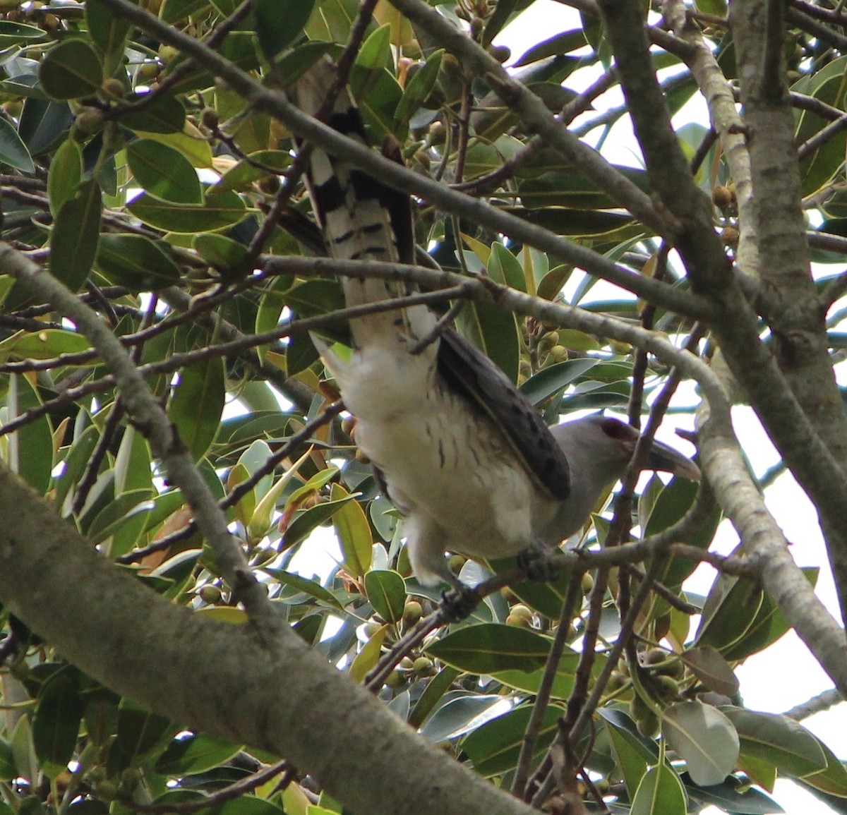 Channel-billed Cuckoo - ML64687141