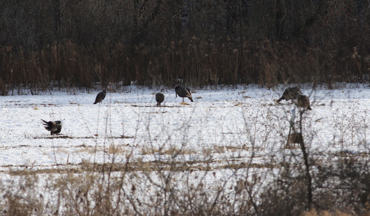 シチメンチョウ - ML646871412
