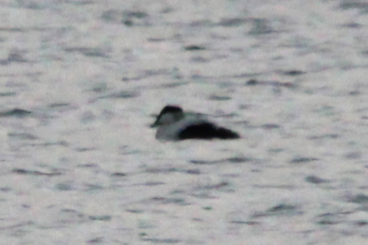 ærfugl - ML646871413