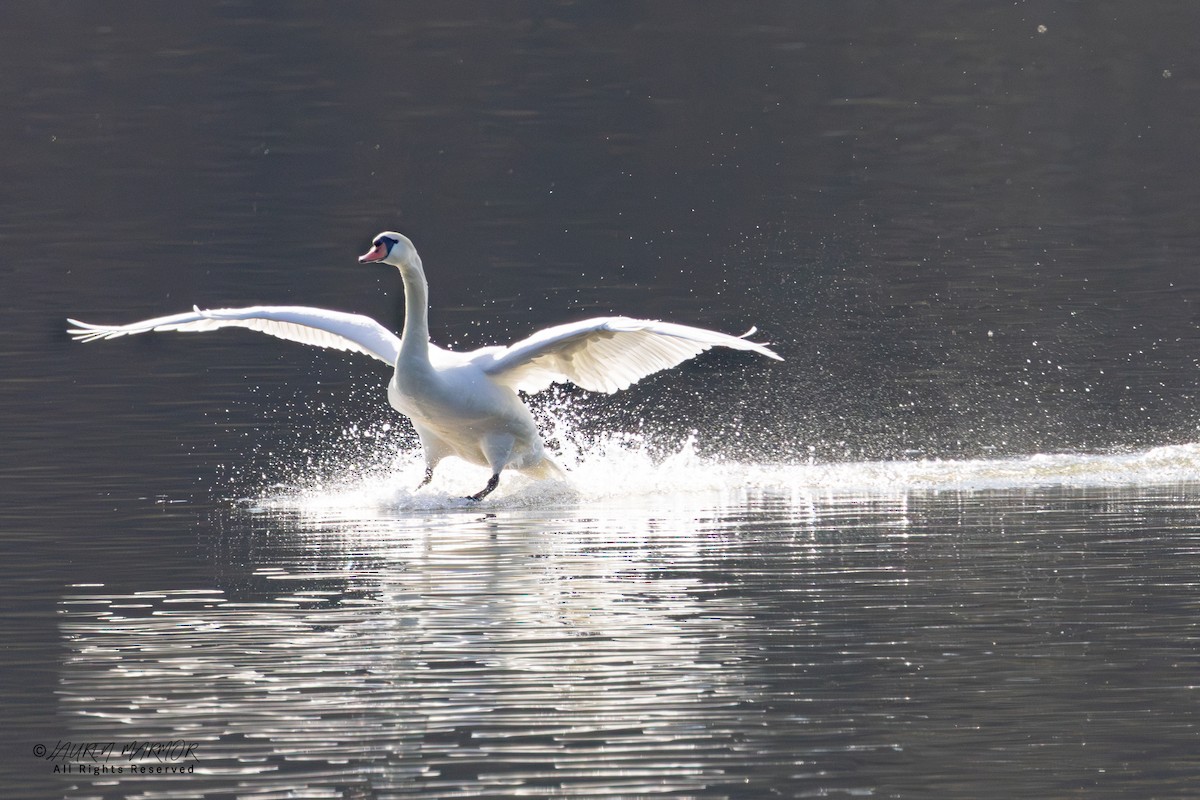 Лебідь-шипун - ML646871415