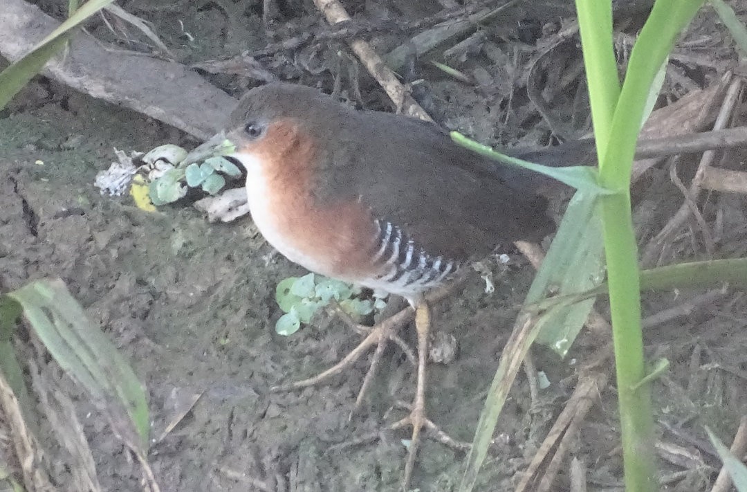 Rufous-sided Crake - ML646871416