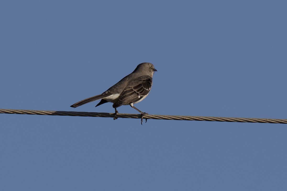 Northern Mockingbird - ML646871417