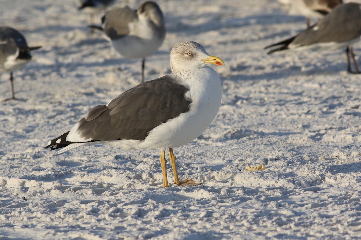 Kaio iluna - ML646871419