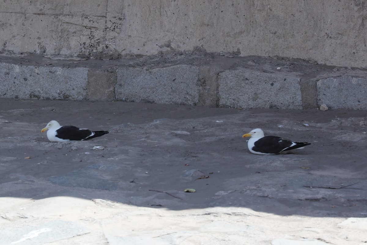 Kelp Gull - ML646871420