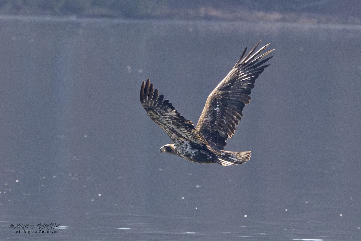 Bald Eagle - ML646871421