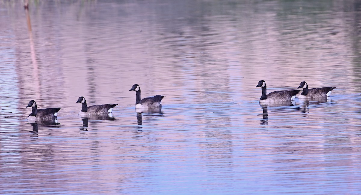 ברנטה קנדית - ML646871424
