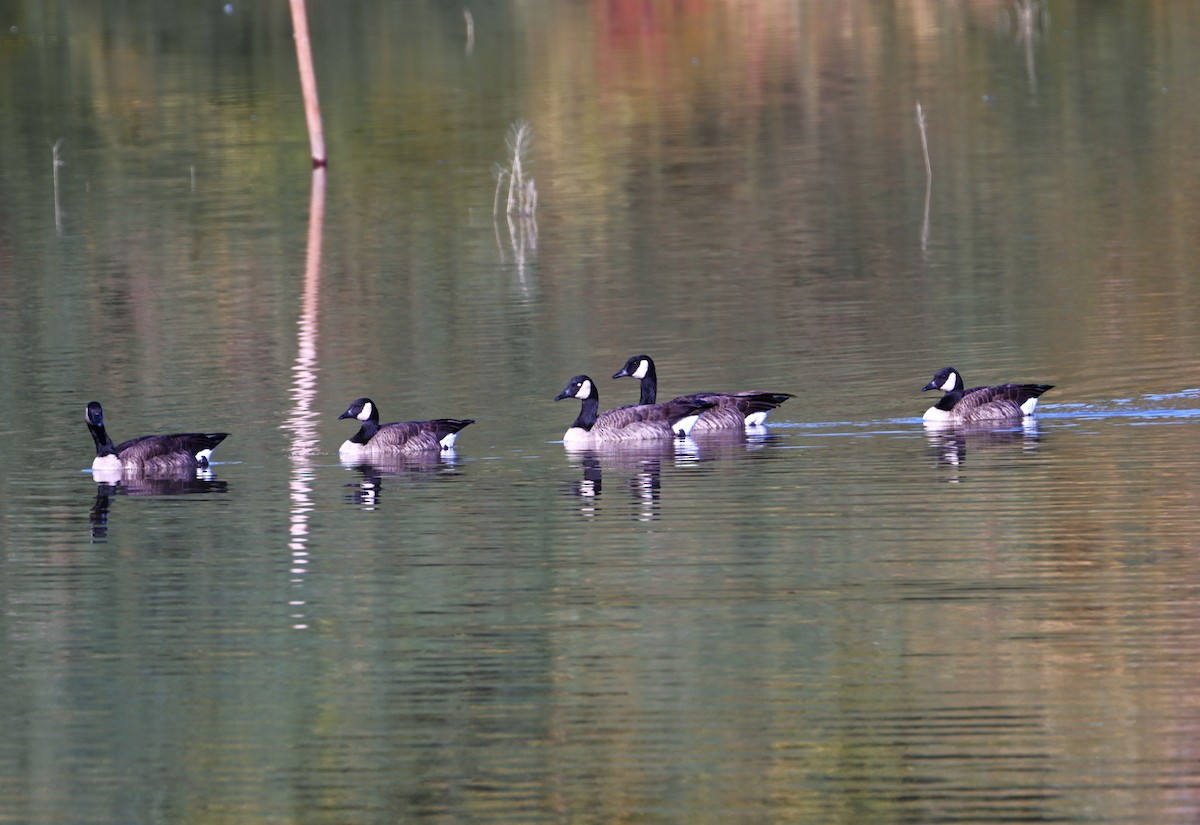ברנטה קנדית - ML646871425
