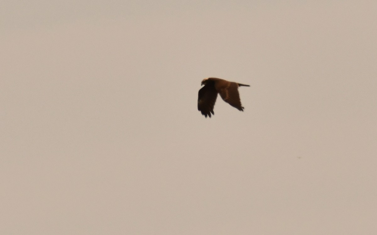 Western Marsh Harrier - ML646871426