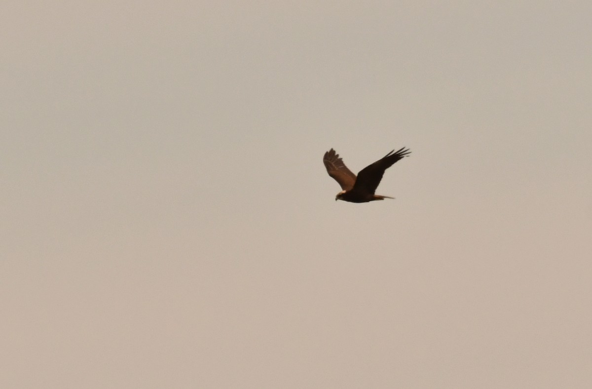 Western Marsh Harrier - ML646871427