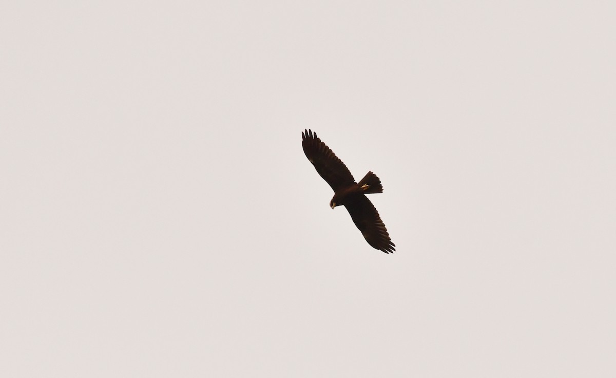 Western Marsh Harrier - ML646871428