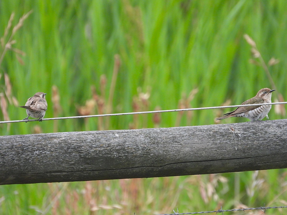 Рыжехвостая кукушка - ML646871431