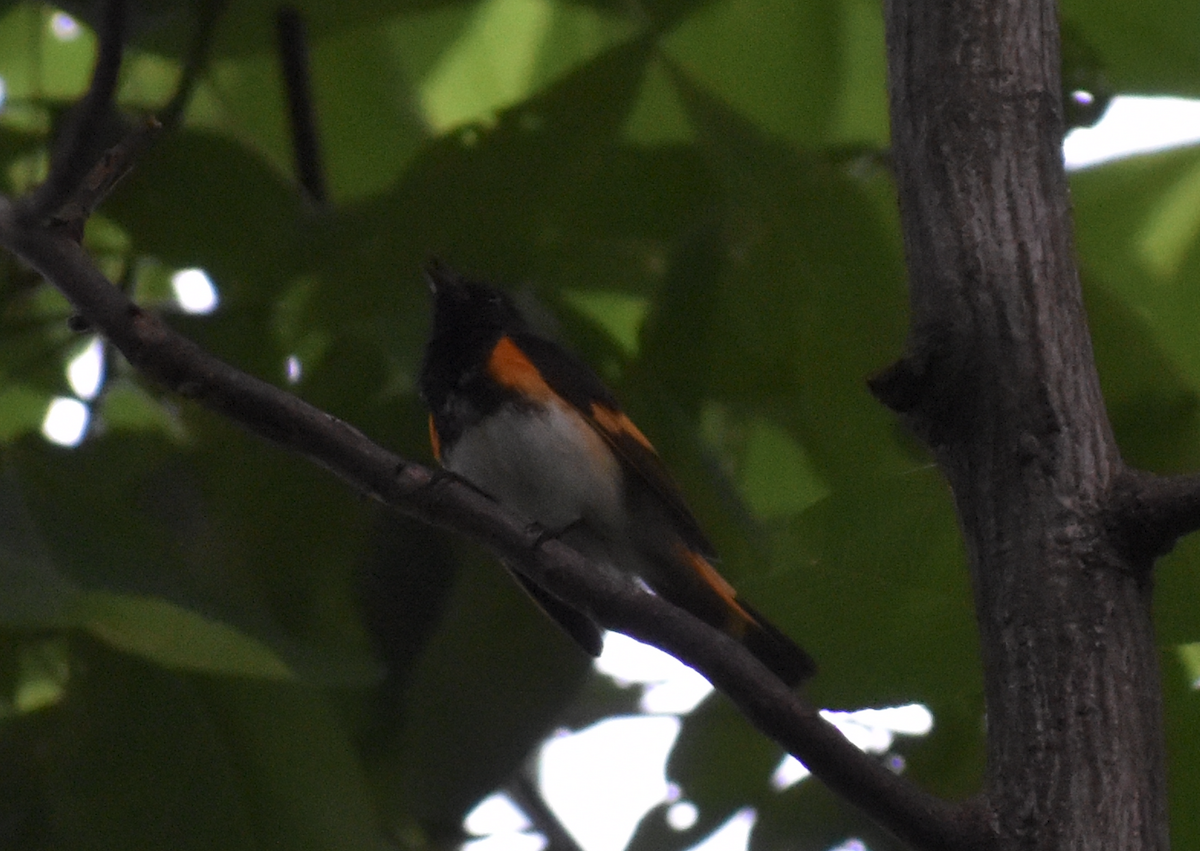 סבכון חכלילי - ML646871432