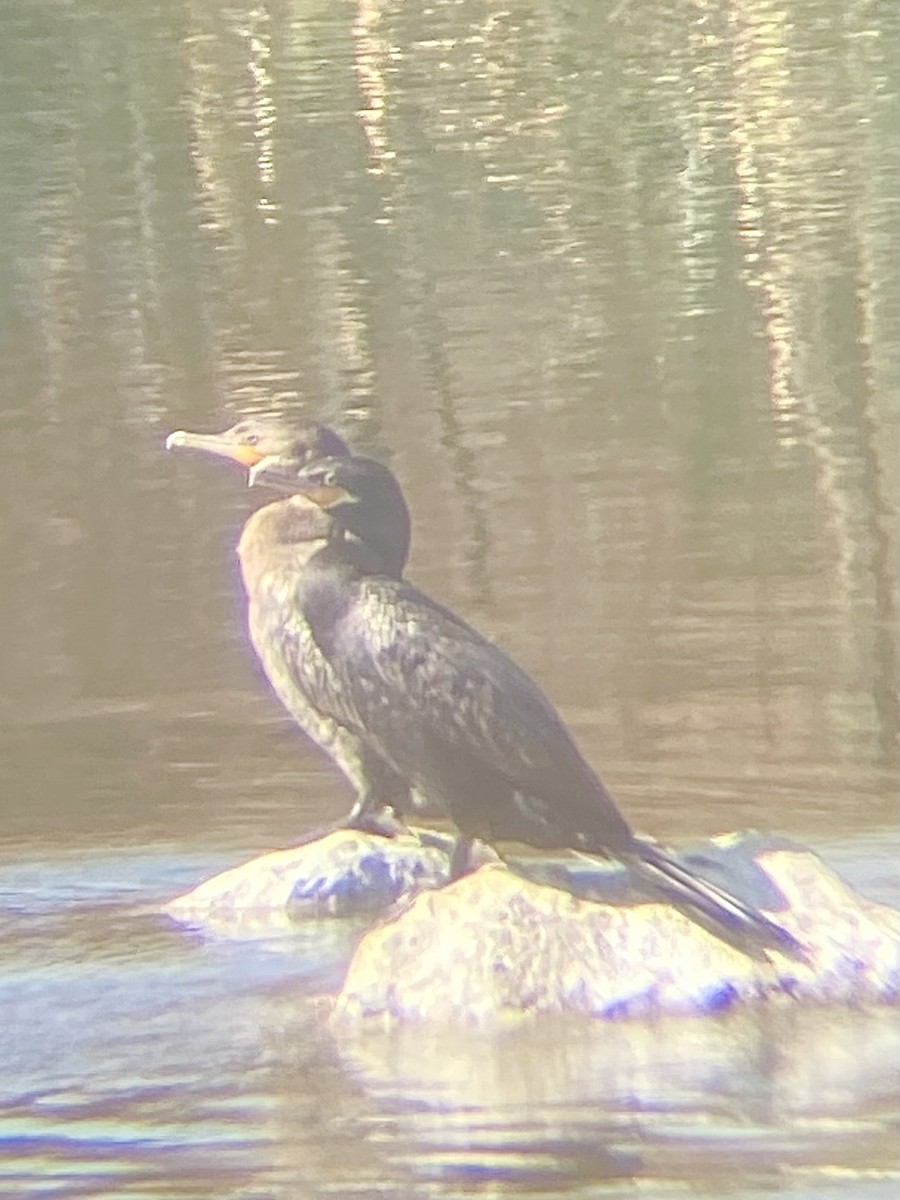 Neotropic Cormorant - ML646871433