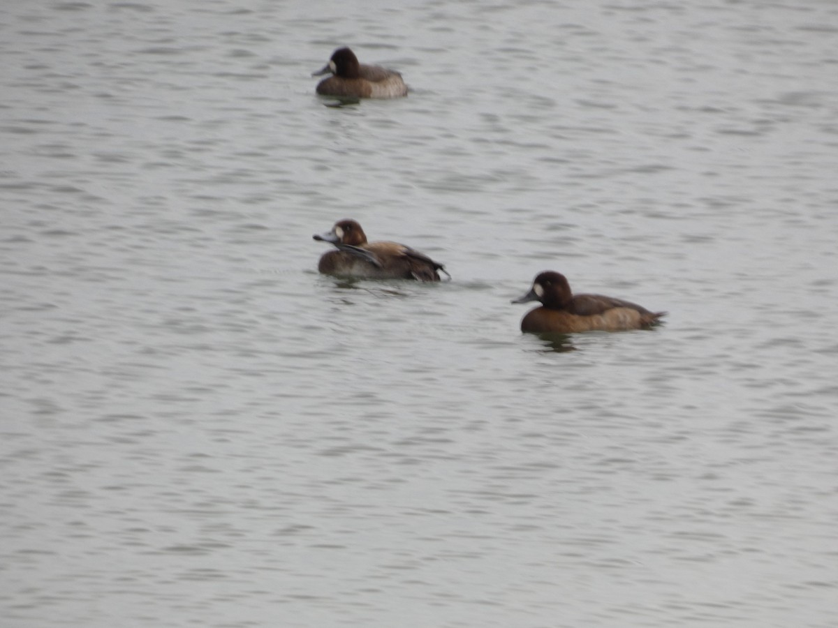 Морская чернеть - ML646871435