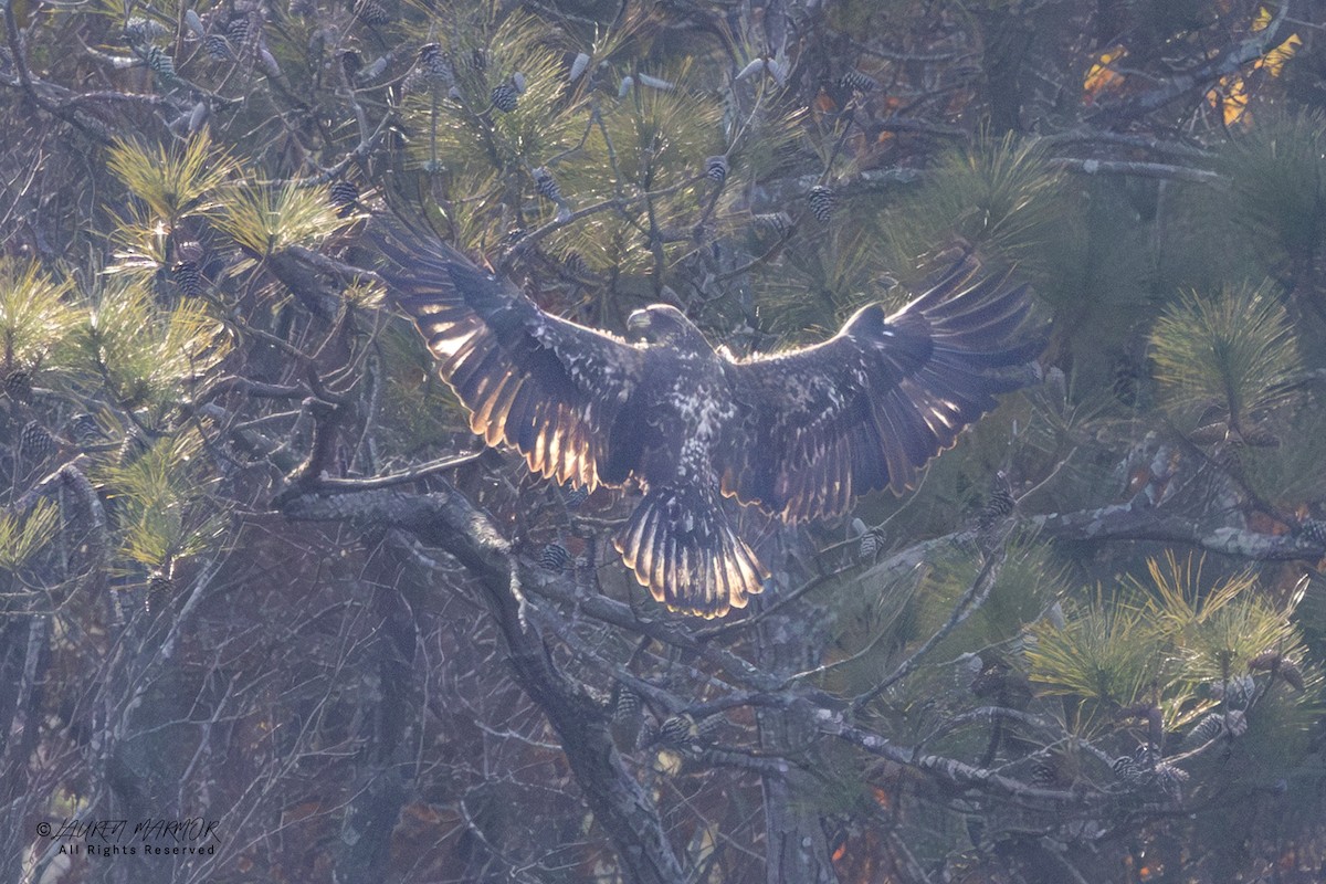 Bald Eagle - ML646871436