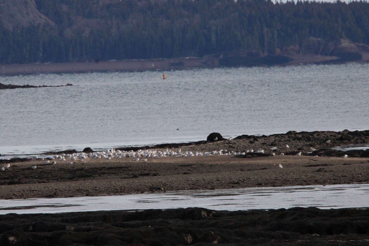 American Herring Gull - ML646871437