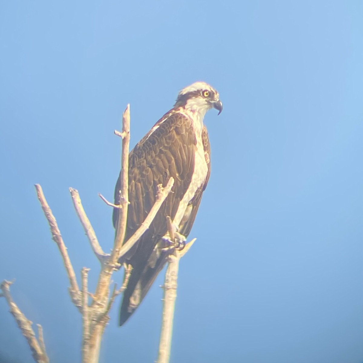Osprey - ML646871438