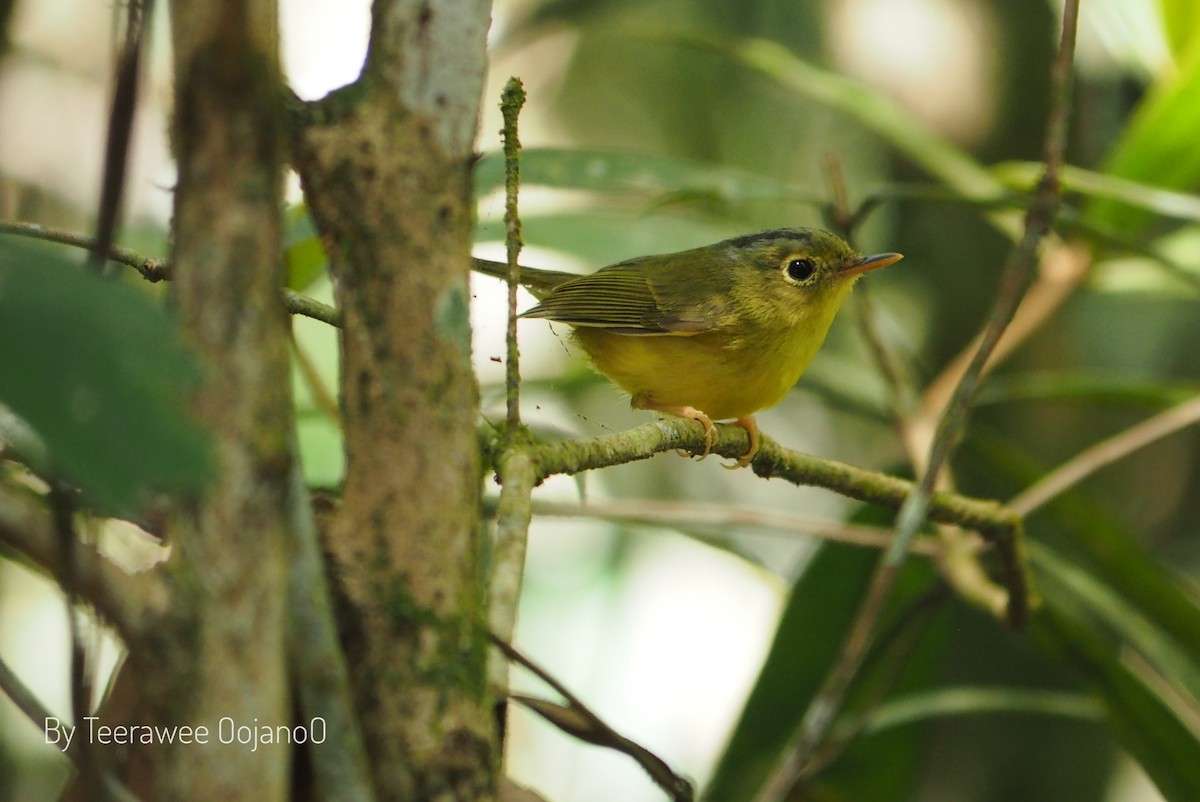 budníček indočínský - ML646871439