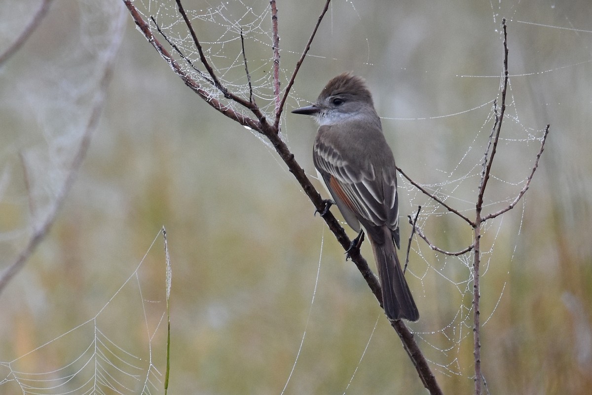 Gri Boğazlı Sinekkapan - ML646871440