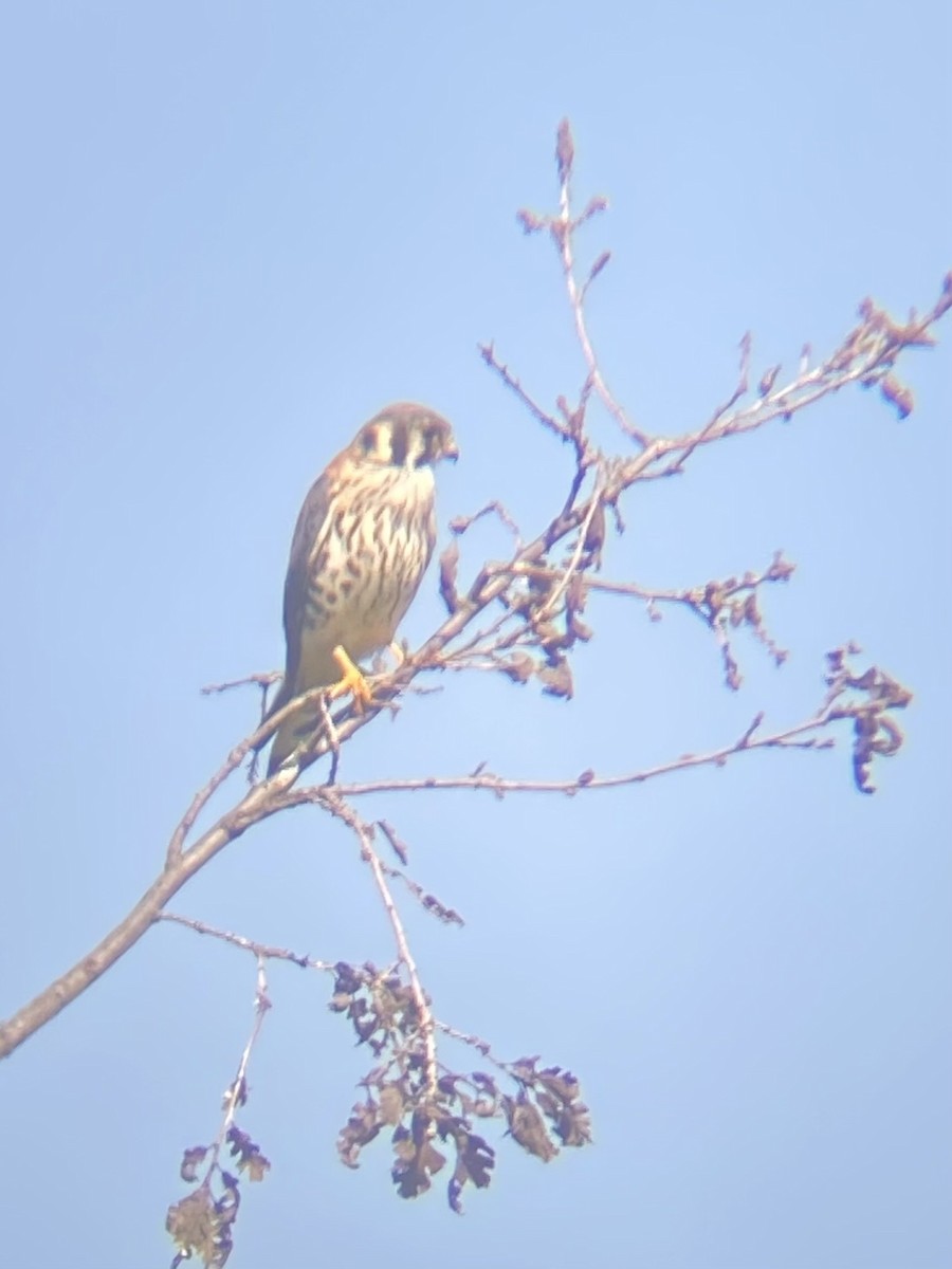 American Kestrel - ML646871441