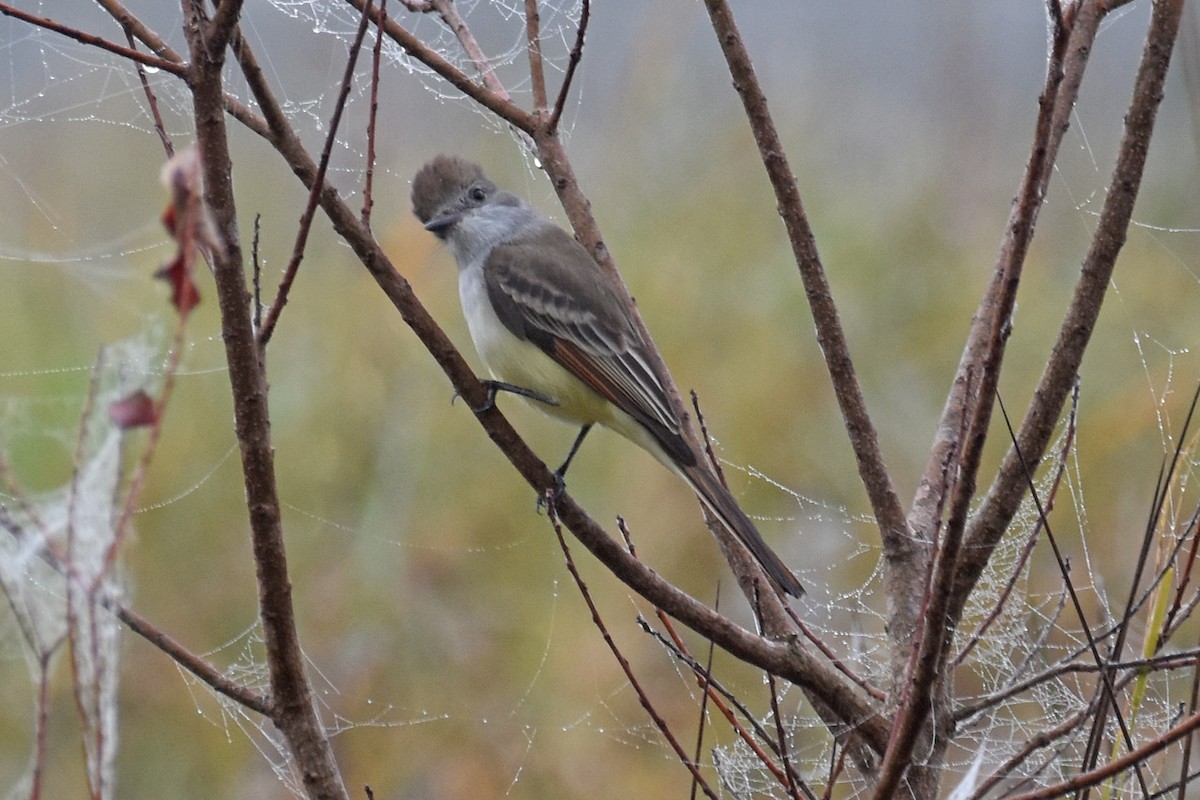 Gri Boğazlı Sinekkapan - ML646871443