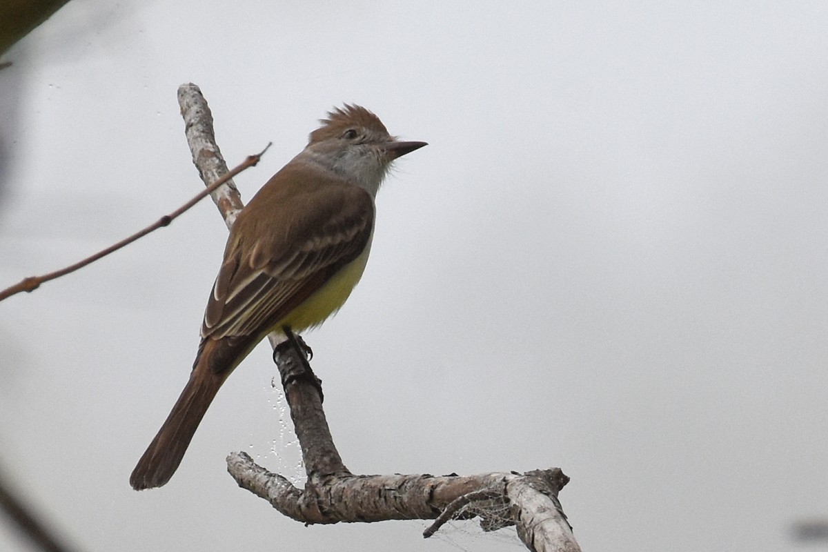 Gri Boğazlı Sinekkapan - ML646871445