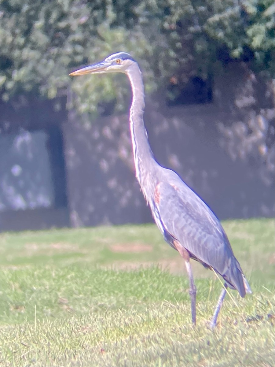 Great Blue Heron - ML646871447