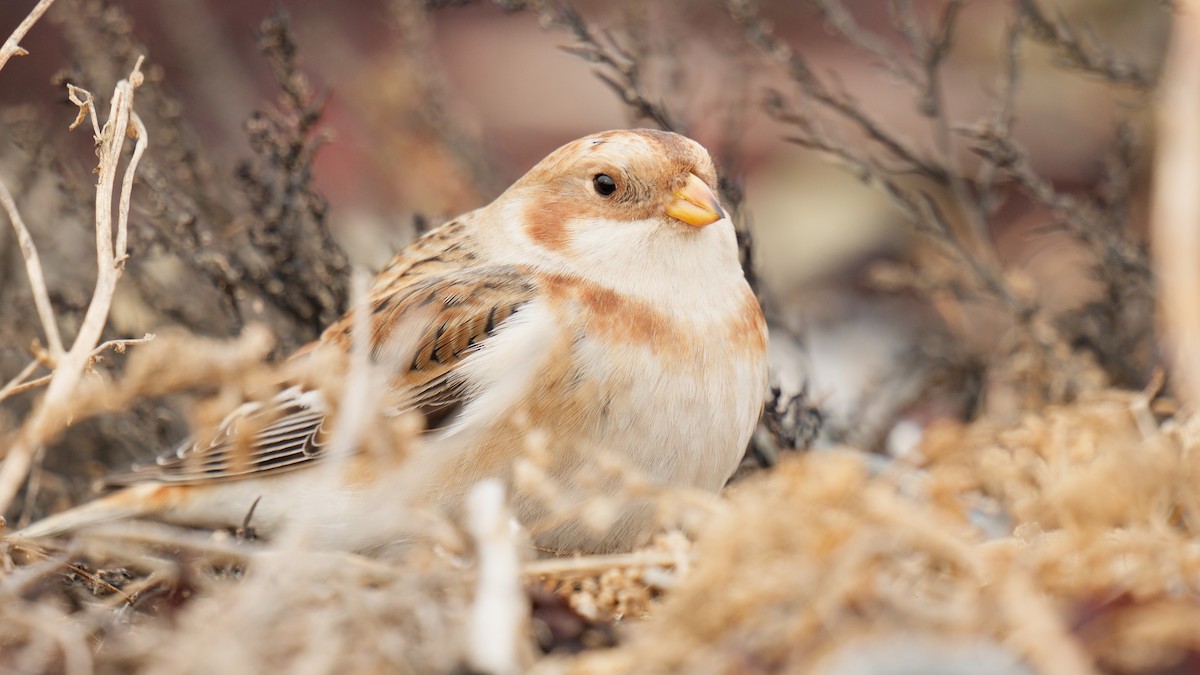 Пуночка - ML646871448