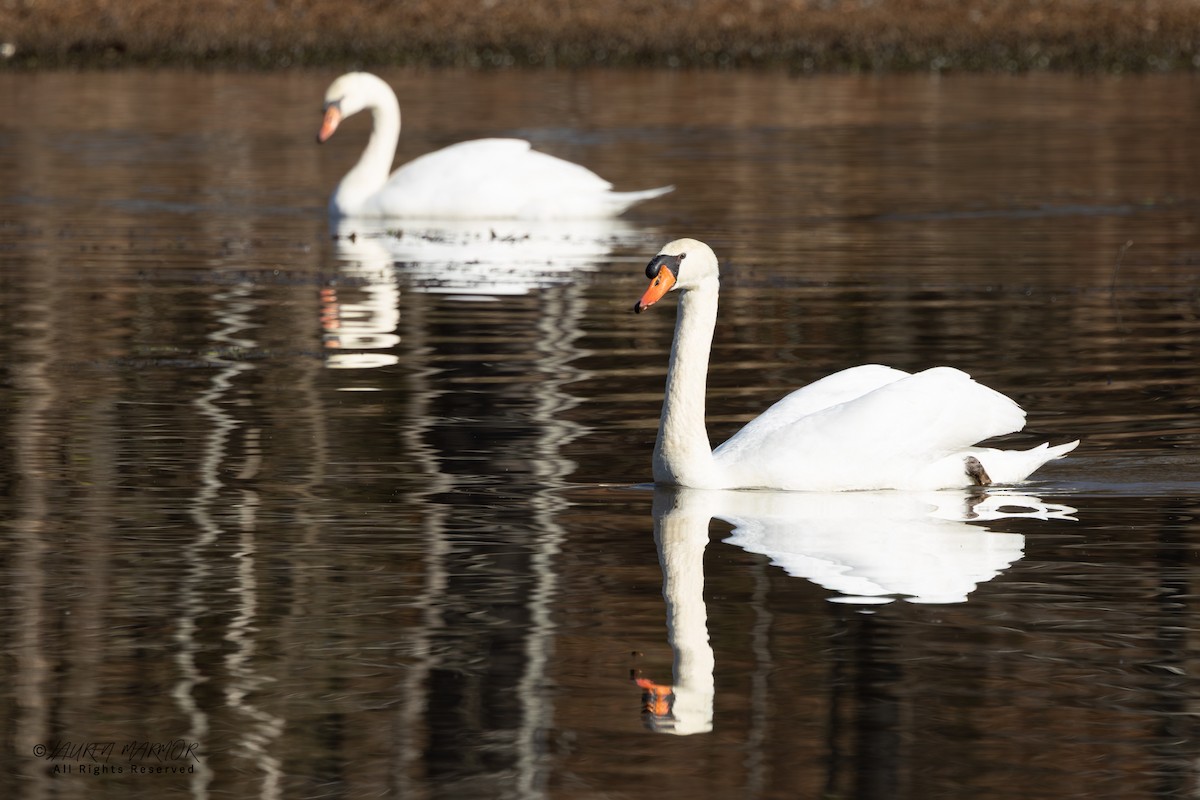 Лебідь-шипун - ML646871449