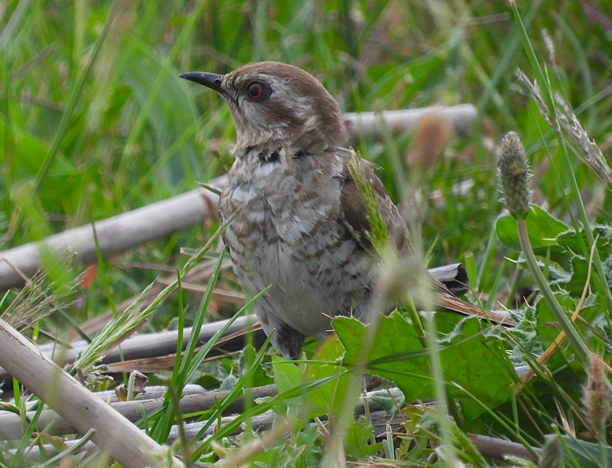 Рыжехвостая кукушка - ML646871453