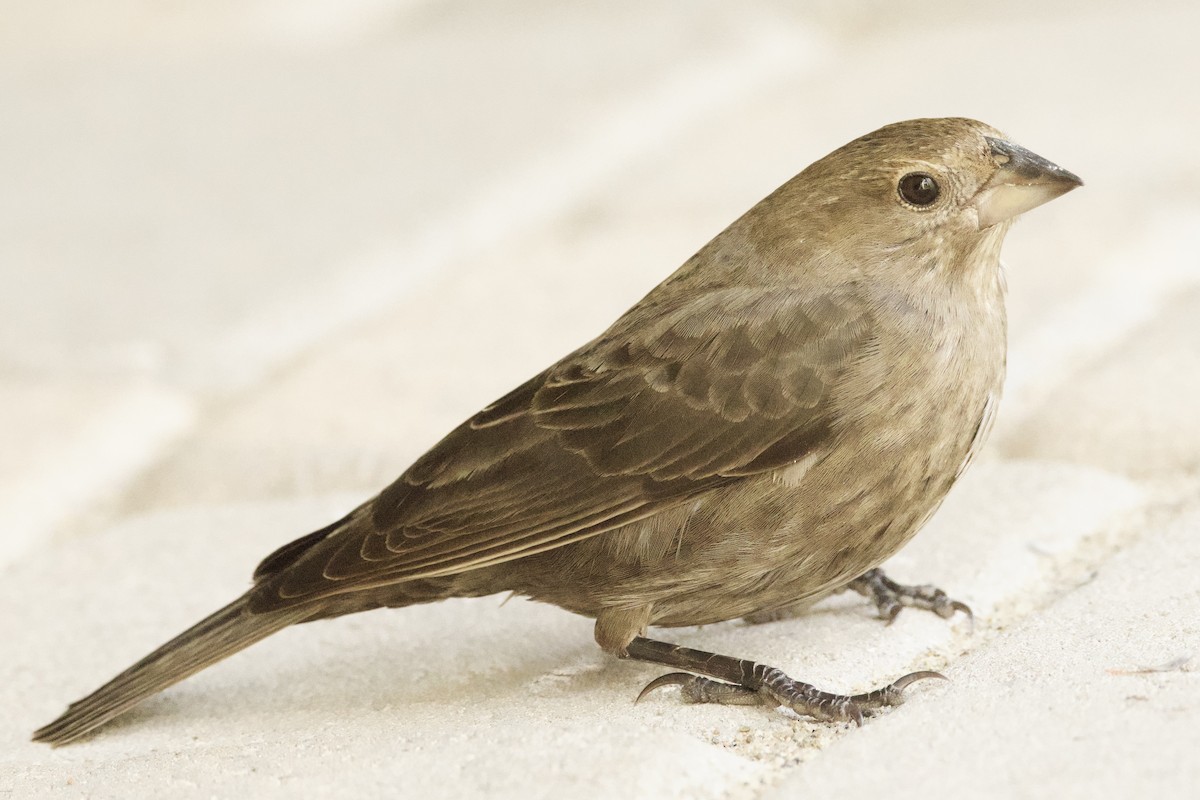 Vacher à tête brune - ML646871454