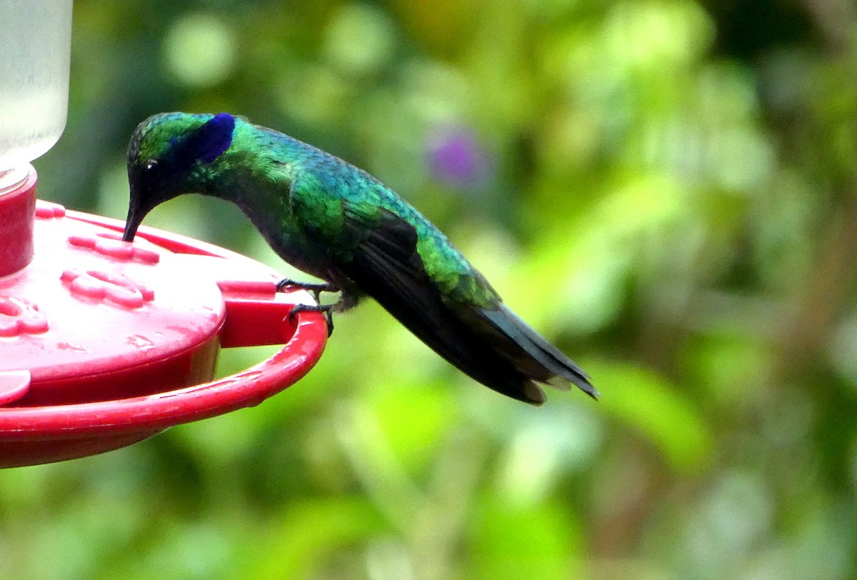 Lesser Violetear - ML646871456