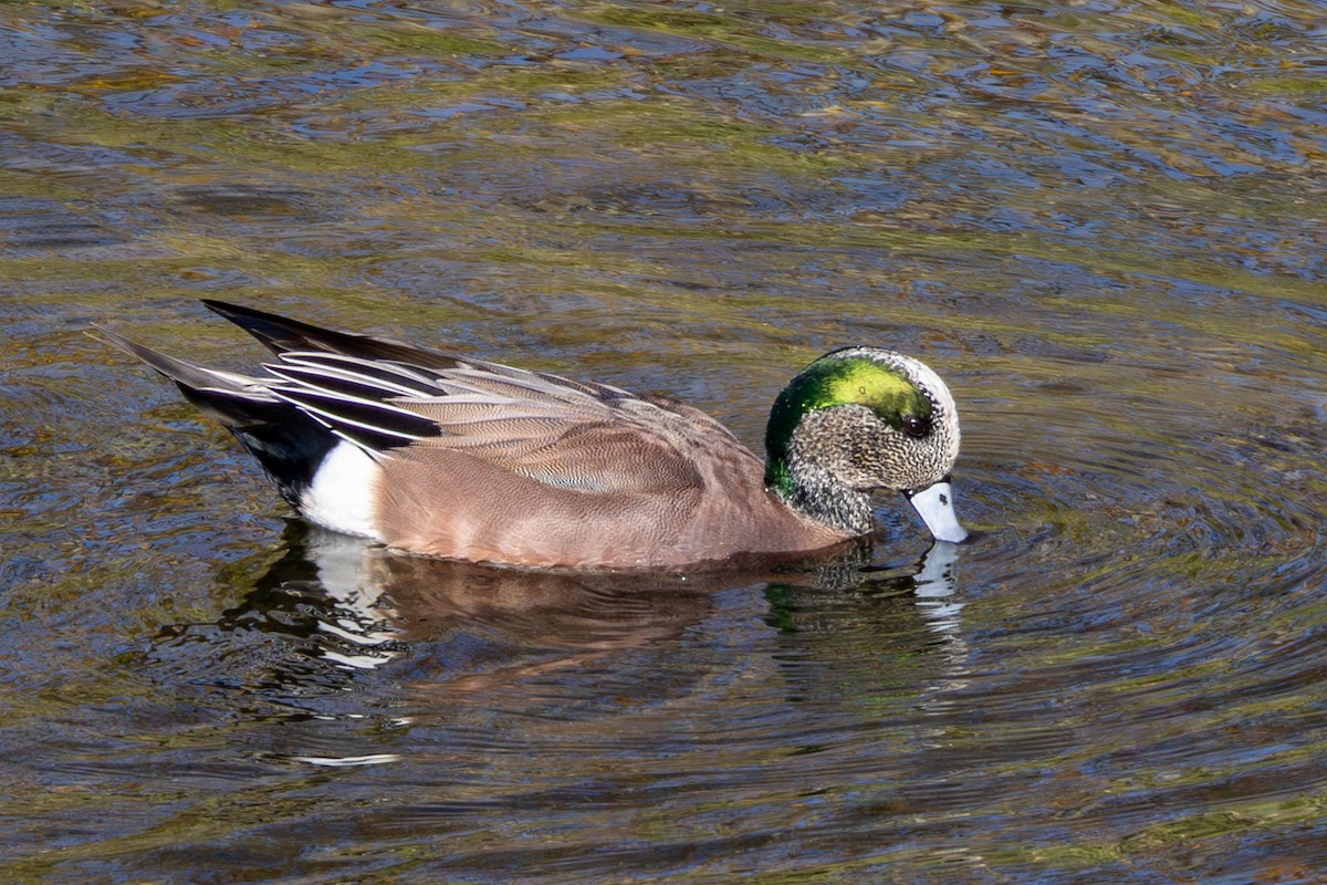 Свищ американський - ML646871459