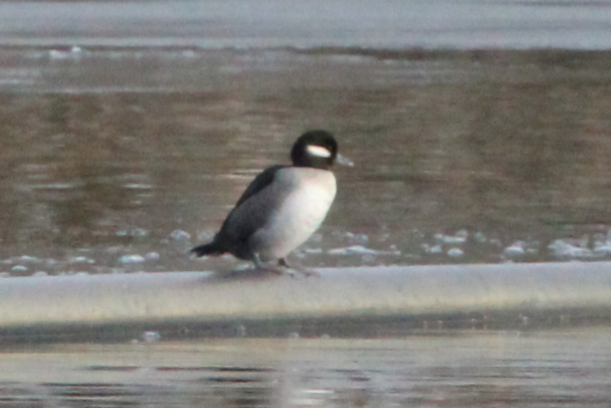 Bufflehead - ML646871460