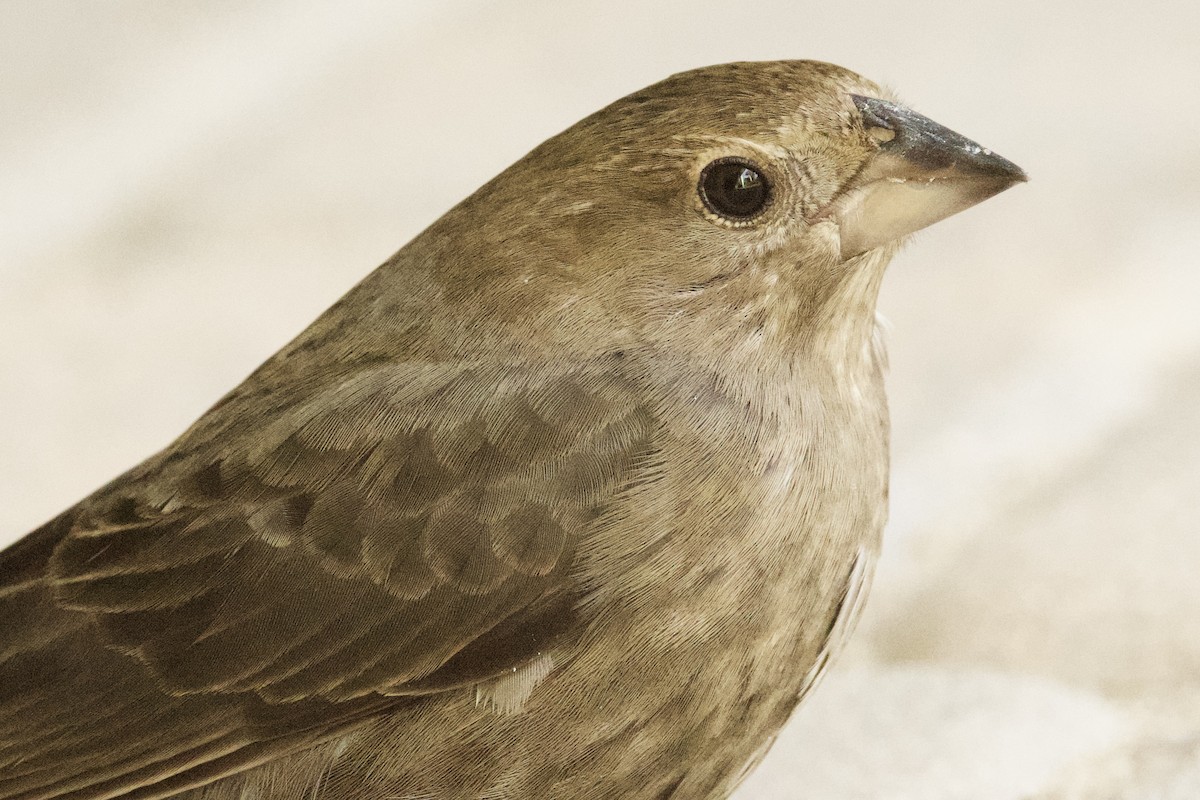 Vacher à tête brune - ML646871462