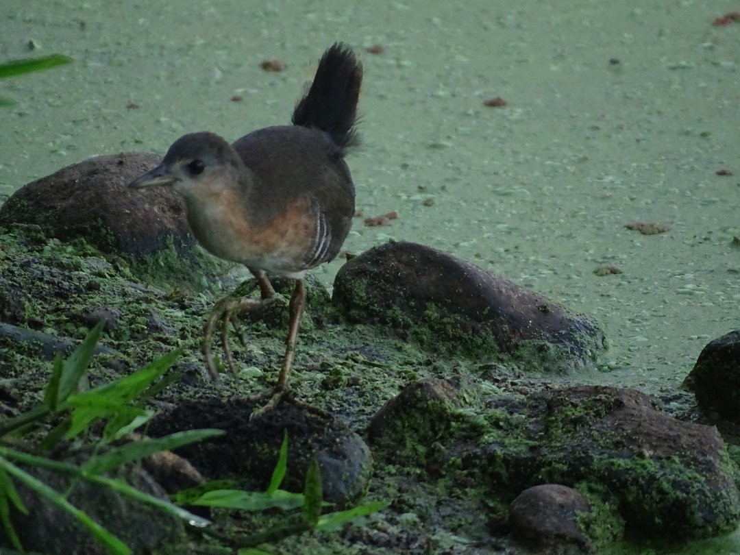 Rufous-sided Crake - ML646871463