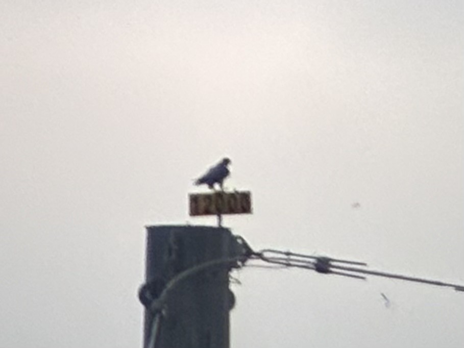 Faucon pèlerin - ML646871464