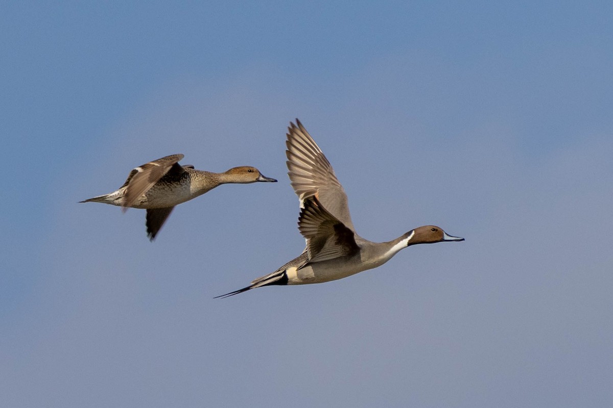 Шилохвіст північний - ML646871466