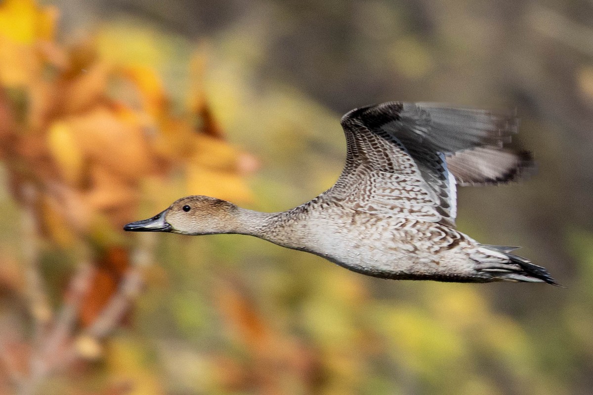 Шилохвіст північний - ML646871467