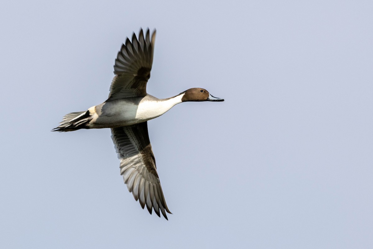 Шилохвіст північний - ML646871468