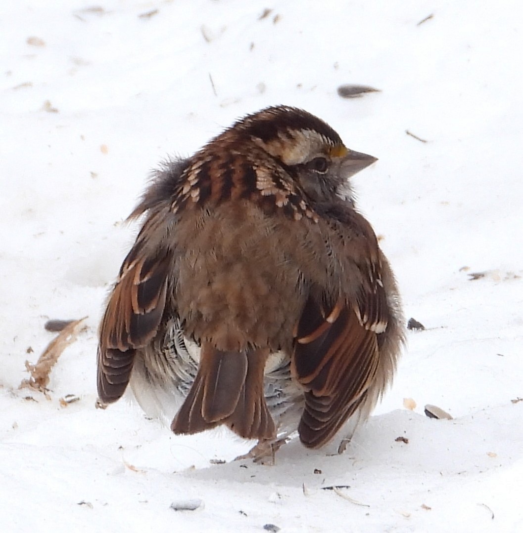 White-throated Sparrow - ML646871469