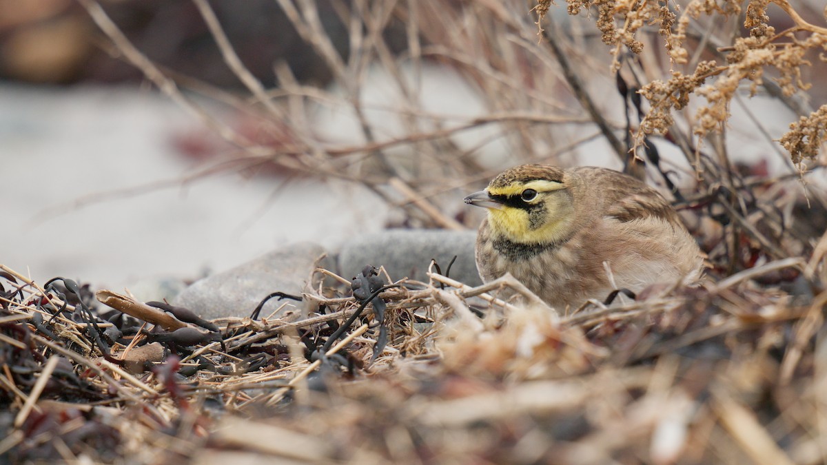 Рогатый жаворонок - ML646871470