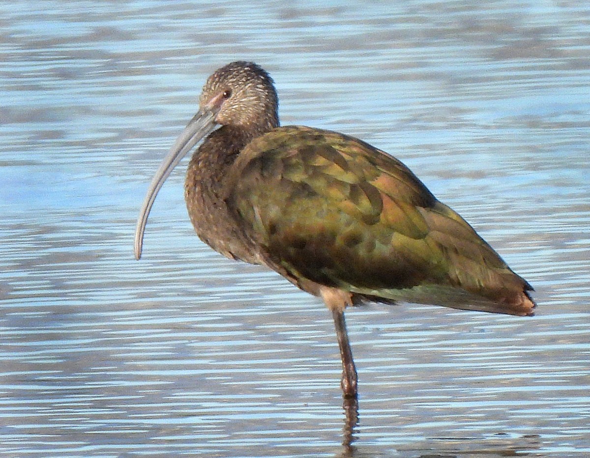 ibis americký - ML646871473