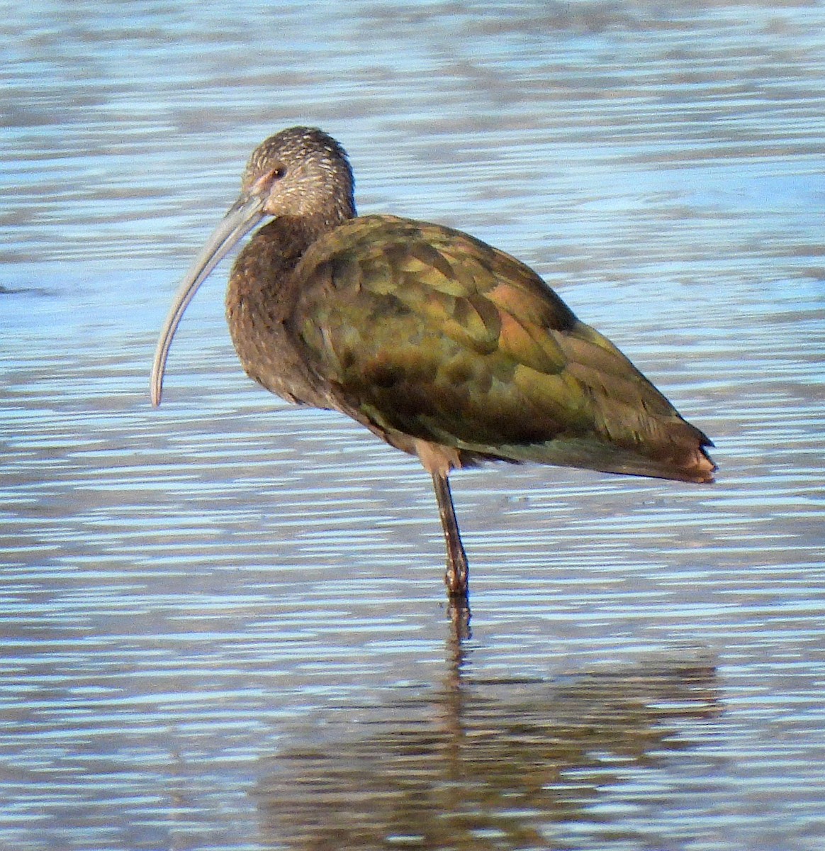 ibis americký - ML646871474